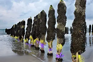 Intensification: Mussel culture