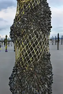 Intensification: Mussel culture