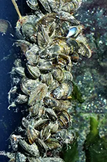 Mussel: Mussel Culture