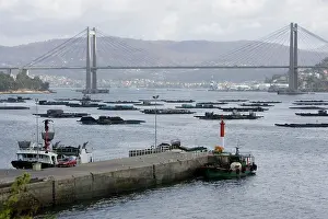 Commerical: Mussel rafts near suspension bridge