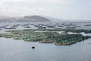 Commerical: Mussel rafts near suspension bridge