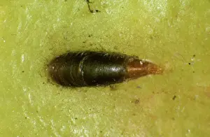 Mussel: Mussel Scale