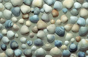Shell: Mussel shells, mussel