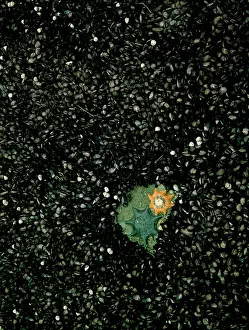 Armed: Mussels - Common or Carpet eight-armed seastars