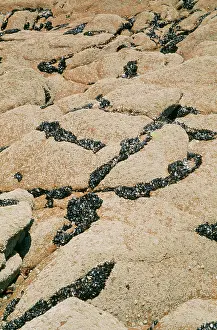Mussels: Mussels - exposed on rocky beach at