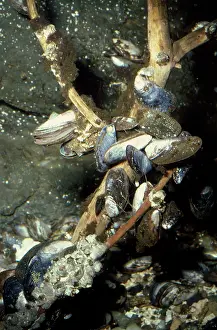 Mussel: MUSSELS UNDERWATER