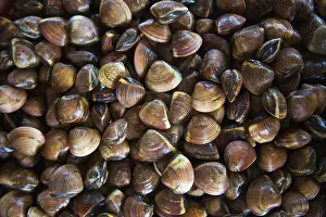 Shelf: Mussels, Xuan Thuy National Park, Red River