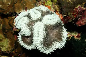 Creating: Mussoide Coral Lobophyllia flabelliformis