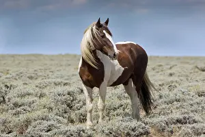 Crossbred: Mustang (Equus ferus caballus), stallion, piebald