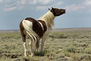 Crossbred: Mustang (Equus ferus caballus), stallion, piebald