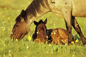 Grazes: Mustang SWild Horse - Mare grazes near her resting