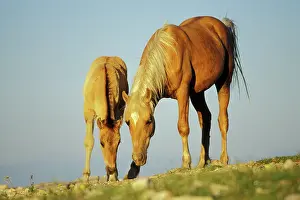 Mustang: Mustang SWild Horse - Mare with young colt in field
