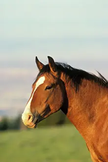 Mustang: Mustang Wild Horse