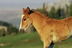 Mustang: Mustang Wild Horse - Colt