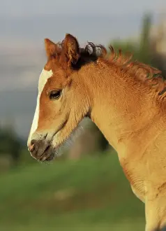 Mustang: Mustang Wild Horse - Colt