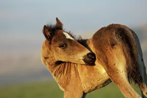 Mustang: Mustang Wild Horse - Colt