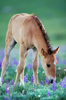 Lupins: Mustang Wild Horse - Colt checking out wildflowers