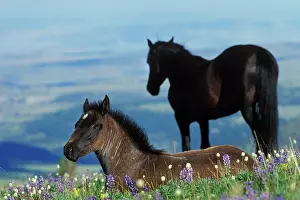 Mustang: Mustang Wild Horse - Colt in foreground (herd
