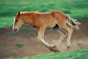 Mustang: Mustang Wild Horse - Colt kicks up its heels and