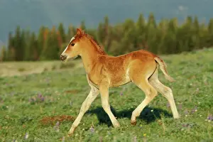 Mustang: Mustang Wild Horse - Colt in meadow amongst wildflowers