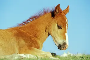Mustang: Mustang Wild Horse - Colt rests