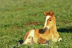 Moment: Mustang Wild Horse - Colt rests for a moment in