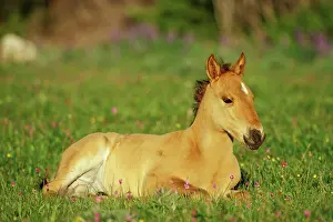 Mustang: Mustang Wild Horse - Colt rests among wildflowers