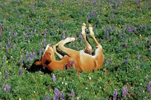 Lupins: Mustang Wild Horse - Colt rolls among wildflowers in meadow