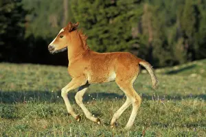 Mustang: Mustang Wild Horse - Colt running