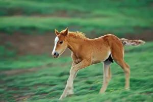 Mustang: Mustang Wild Horse - Colt runs about in play in meadow