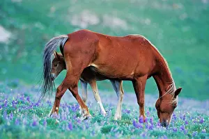 Grazes: Mustang Wild Horse - Colt stands where mother shoos