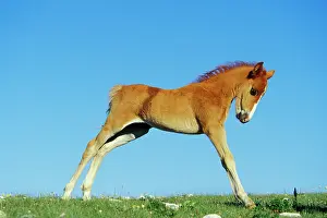 Mustang: Mustang Wild Horse - Colt stretching after getting