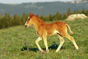Mustang: Mustang Wild Horse - Colt walks through meadow