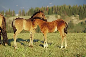 Check: Mustang Wild Horse - Two colts check one another out