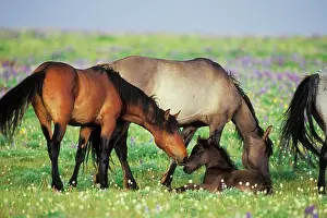 Mustang: Mustang Wild Horse - Herd (including young colt)