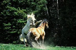 Movie: Mustang Wild Horse - Herd stallions meet along