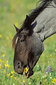 Mustang: Mustang Wild Horse - Mare eating wild flower