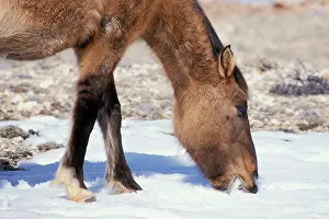 Mustang: Mustang Wild Horse - Mare eats snow to get fluid (drink)