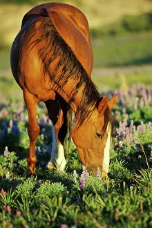 Grazes: Mustang Wild Horse - Mare grazes among lupin wildflowers