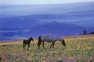 Mustang: Mustang Wild Horse - Mare with young colt feed