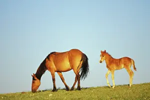 Mustang: Mustang Wild Horse - Mare with young colt in field