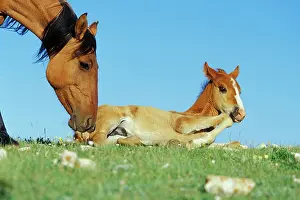 Mustang: Mustang Wild Horse - Mare with young colt in field