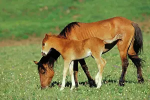 Mustang: Mustang Wild Horse - Mare with young colt in field