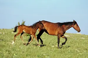 Mustang: Mustang Wild Horse - Mare with young colt in field
