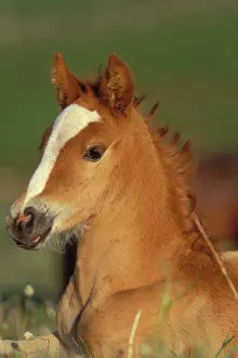 Mustang: Mustang Wild Horse / Mustang Colt