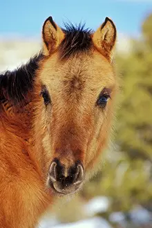 Pricked: Mustang Wild Horse - A six or seven month old colt
