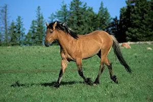 Mustang: Mustang Wild Horse - Stallion