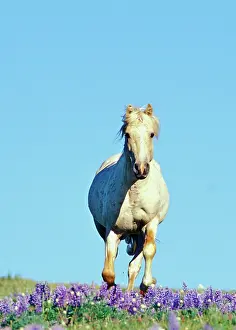 Lupins: Mustang Wild Horse - Stallion (named Cloud) gallops