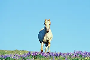 Lupins: Mustang Wild Horse - Stallion (named Cloud) gallups