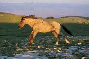 Mustang: Mustang Wild Horse - Stallion running across high